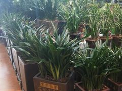 -大自然花鸟鱼虫市场