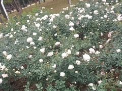 -人民公园(罗湖区)