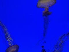 -上海海洋水族馆