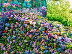 -上海共青森林公园