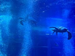 -太平洋海底世界