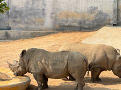 -西霞口神雕山野生动物世界