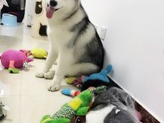 -瑞派·关忠动物医院·猫专科·犬专科(三环新城店)