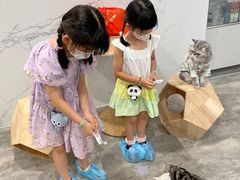 -楼上猫咖(罗湖店)