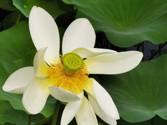 -莲花池公园