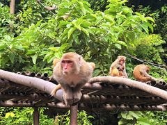 -西双版纳原始森林公园