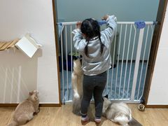 -1013 PET SHOP精品宠物商店(丁香店)