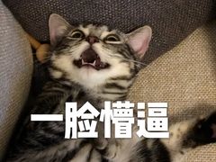 -猫大福·Fortune Cat猫舍(百子湾店)