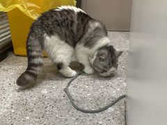 -四月宠物医院·猫专科·心脏专科·内科(转塘店)
