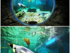 -悉尼海洋生物水族馆