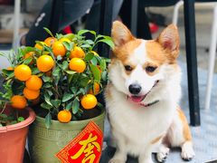 -小梁哥云吞面(黄贝岭店)