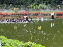 -广州长隆飞鸟乐园