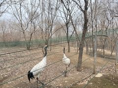 -沈阳鸟岛