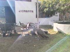 -J Create城市露营咖啡·简餐·宠物(上海动物园店)