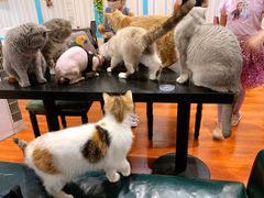 -猫小院猫主题咖啡厅(北锣店)
