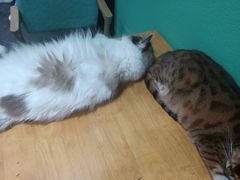 -猫色咖啡·猫咖