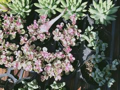 -广东花都香草世界旅游度假区