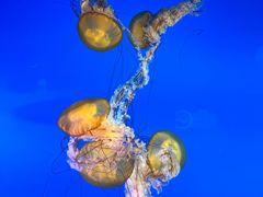 -太平洋海底世界