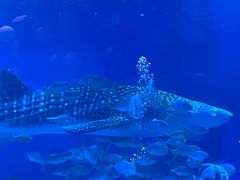 -烟台海昌鲸鲨海洋公园