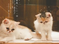 -悠尼宠物·独立低压伊珊娜洗护·美容·寄养(兰谷路店)