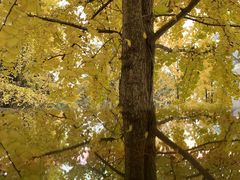 -四川农业大学(雅安校区)