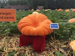 -长春农博园