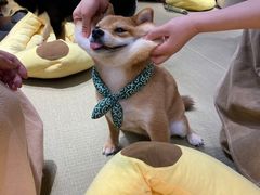 -逗柴咖啡屋·狗咖猫咖宠物桌游