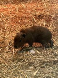 -Zoolung Zoolung动物主题公园(海信广场店)