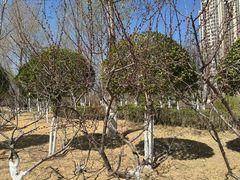 -燕郊植物园