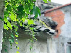-乌镇东栅景区