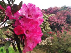 -贵州百里杜鹃风景名胜区