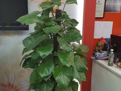 -LILY英语思维馆(玉泉路店)