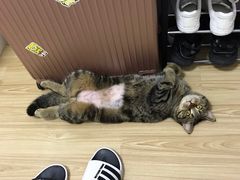 -圣宠动物医院·犬猫专科·影像中心·外科中心