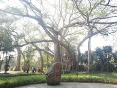 -瑞丽独树成林风景区