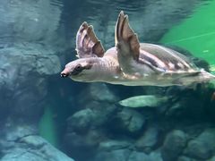 -上海海洋水族馆