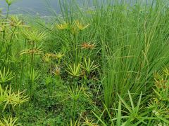 -眉山湿地公园(东坡区)