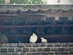 -西安大兴善寺