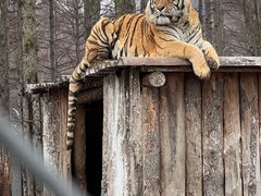 -横道河子东北虎林园