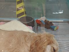 -FAELING PETS美天灵宠物(合生汇店)