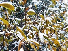 -陈八两面家(华孚写字楼店)