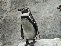 -合肥野生动物园