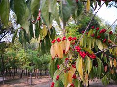 景点-官港森林公园