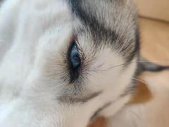 -Husky Go! 哈士奇体验馆·宠物咖啡厅狗咖