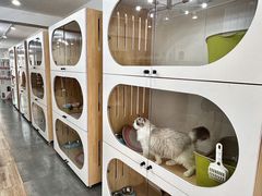 -青奢宠物·青奢猫舍