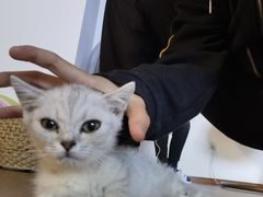 -70cat德文卷毛猫·缅因猫纯种猫舍