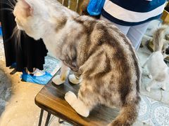 -more than meow吴止猫主题餐厅(承德 中船汇店)