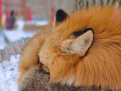 -宫城藏王狐狸村