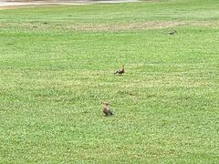 -海南清水湾莱佛士酒店