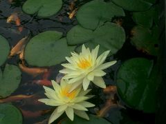 android_upload_pic-宝界普菲特湖畔酒店