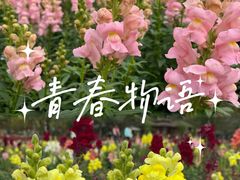 -海心沙亚运公园